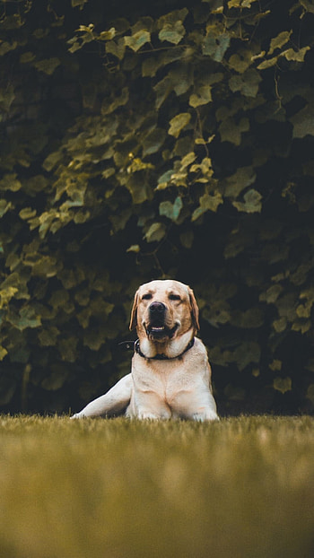 Labrador , Top quality, Latest backgrounds, 2021 HD phone wallpaper