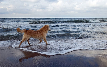 Animals, Background, Sea, Dog, Stroll, Playful HD wallpaper