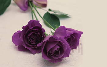 Plants, Flowers, Roses HD wallpaper