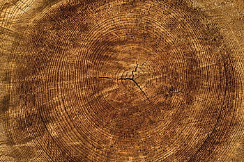 Detailed view of tree rings on a wooden log depicting growth history. HD wallpaper