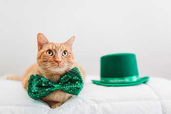 Happy St. Patrick's Day!, white, pisici, green, card, cat, st patrick, hat, ginger, bow HD wallpaper