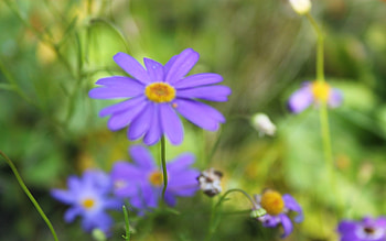 Nature, Flowers, Summer, Greens, Lawn HD wallpaper