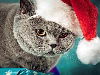 British cat in a santa hat, cute, santa hat, cat, feline HD wallpaper