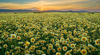 Flowers, Sunset, Sky, Horizon, Field HD wallpaper