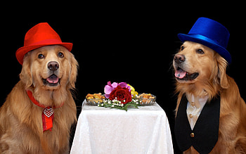 Animals, Dogs, Flowers, Food, Hats HD wallpaper