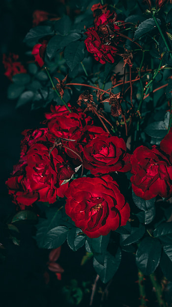 Rose Aesthetic, Red, Beautiful, Flower HD phone wallpaper