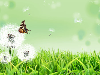 Butterfly nature, butterfly, green, landscape, sky, nature, grass, cloud HD wallpaper