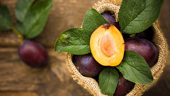 Plums, harvested, brown, plum, freshly, fruits HD wallpaper