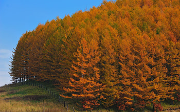 Nature, Grass, Autumn, Wood, Tree, Fence HD wallpaper