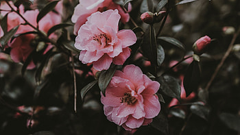 Vintage flowers, Pink flowers , Beautiful blooms, Floral elegance HD wallpaper