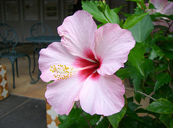 Flowers, Leaves, Pink, Bloom, Flowering, Branch, Hibiscus HD wallpaper