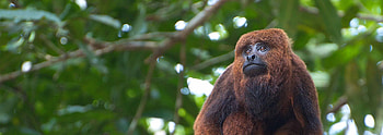 Howler Monkey, Gut microbial community, Habitat dynamics, Primate digestive system HD wallpaper