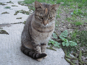 Thinking cat, thinking, cat, mc HD wallpaper
