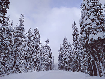 Winter day, trees, snow, nature HD wallpaper