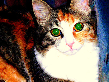Teaser, animal, , cats, , cat, beautiful, nice, animals, love, amazing, stunning HD wallpaper
