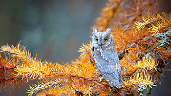 Long-eared Owl, nature, bird, owl, long-eared HD wallpaper