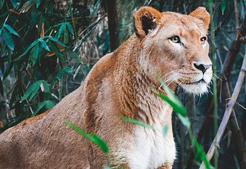 Animals, Lion, Predator, Big Cat, Lioness HD wallpaper