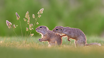 Gopher, animal, rodent, small HD wallpaper