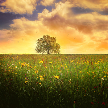 Tree, , Nature, Meadow, Spring, Flower, Lonely Tree, Evening, Cloud, Landscape, Trees HD phone wallpaper
