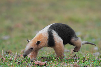 Anteater , Anteater HD wallpaper