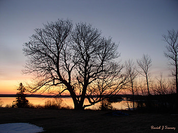 Winter Tree, danieltowsey HD wallpaper
