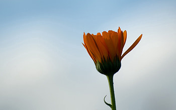 Background, Sky, Flower, Macro, Dark, Evening HD wallpaper