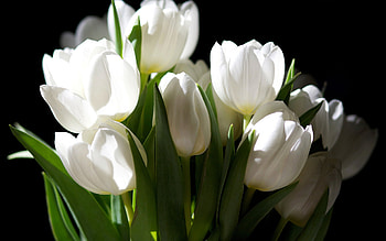 Plants, Flowers, Tulips HD wallpaper