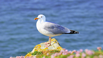 Seagull , Nature's grace, Mesmerizing visuals, Coastal avians HD wallpaper