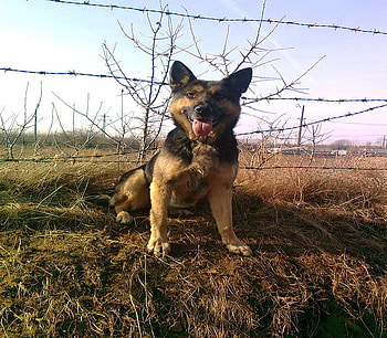 Dogs, dog, this, i, love HD wallpaper