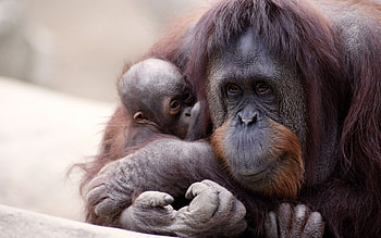 Orangutan, Majestic creatures, Endangered species, Nature's wonders HD wallpaper