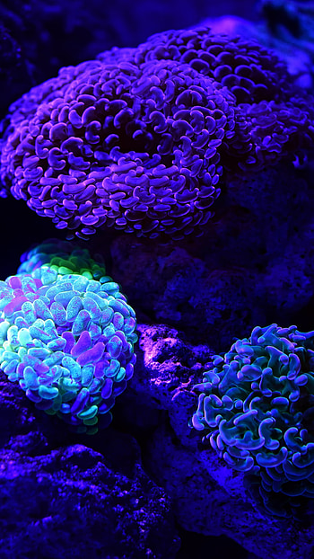 underwater, Animal, coral HD phone wallpaper