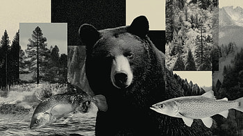 Cryptidcore Bear Collage — Black & White Aesthetic Quad, Bear, Aesthetic Collage, Black & White, Collage HD wallpaper
