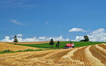 Nature, House, Field, Farm, Economy, Hay, Straw HD wallpaper
