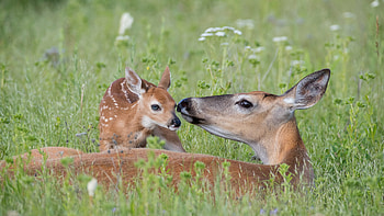 Serene Deer Mother and Fawn | Nature, Animal, deer HD wallpaper