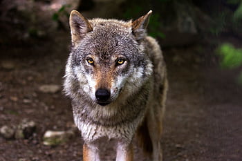 Intense gaze of a wild wolf in its natural habitat, showcasing its majestic fur and piercing eyes. HD wallpaper