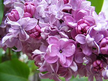 Plants, Flowers, Violet HD wallpaper