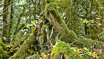 Pacific Northwest Forest, woods, moss, stumps, Washington, Pacific Northwest, rainforest, Natiional Forest, green, trees, forest HD wallpaper