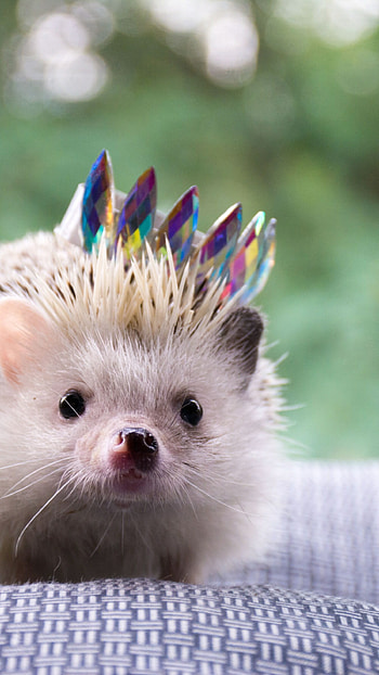 Hedgehog, Small mammal, Brown hedgehog, delight HD phone wallpaper