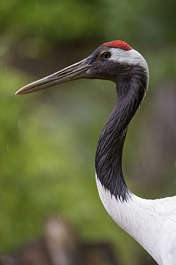 Crane bird, Beautiful birds, Red crowned crane, Bird graphy HD phone wallpaper