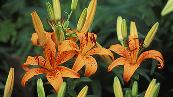 Flowers, Lilies, Points, Point, Buds, Stamens HD wallpaper