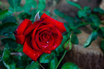 Red rose, Leaves, Flower, Drops, Rose HD wallpaper