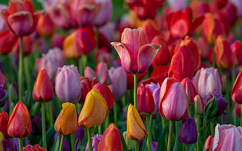 Tulips, Buds, Colorful, A lot HD wallpaper