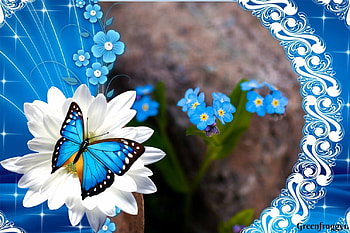 BLUE FRAMED FOR GET ME NOTS, FRAME, BUTTERFLY, , BLUE HD wallpaper