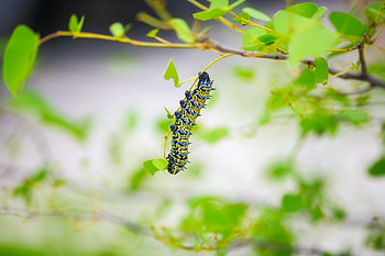 Leaves, Macro, Insect, Caterpillar, Larva HD wallpaper