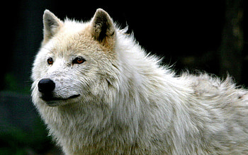 WHITE WOLF, white, wild, wolf, beauty HD wallpaper