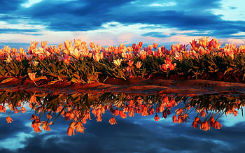 Tulips in field, blossoms, clouds, sky, flowers, spring, water, reflections HD wallpaper