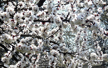 Plants, Flowers HD wallpaper