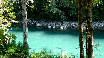 Skagit River 3, river, washington, trees, , water HD wallpaper