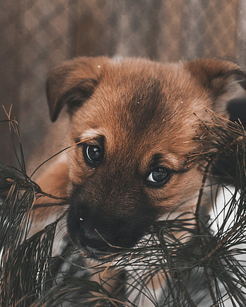 Animals, Dog, Eyes, Sweetheart, Nice, Puppy HD phone wallpaper