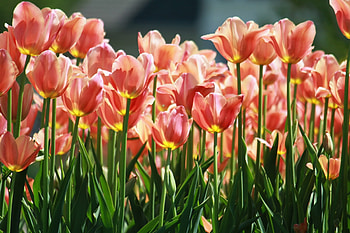 Flowers, Tulips, Flower Bed, Flowerbed, Lot, Spring HD wallpaper
